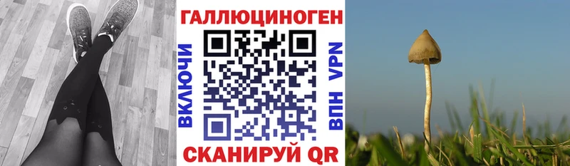 наркота  Прохладный  Галлюциногенные грибы Psilocybe 